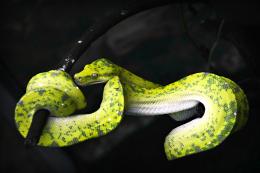 Yellow Snake